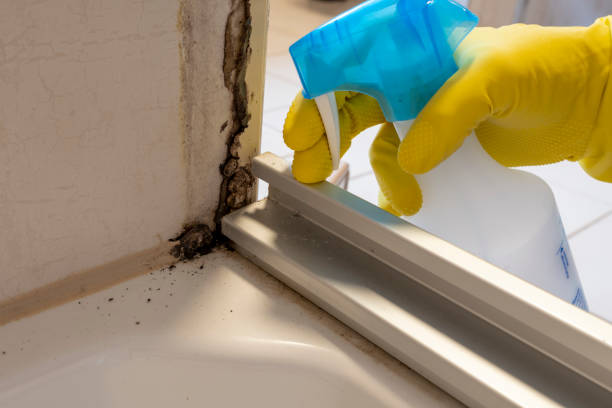 Best Mold Remediation  in Nuevo, CA