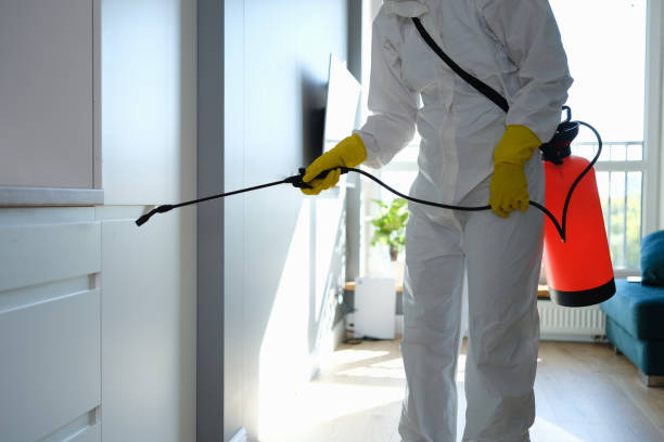 Home Mold Removal in Nuevo, CA