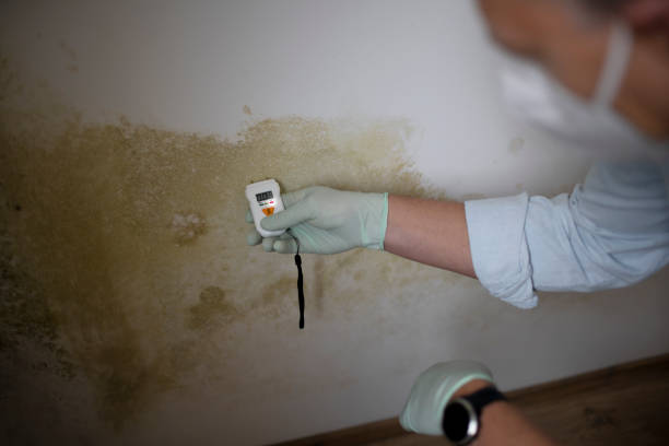 Best Mold Testing and Removal  in Nuevo, CA