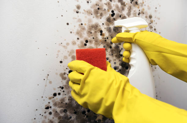 Mold Testing and Removal in Nuevo, CA