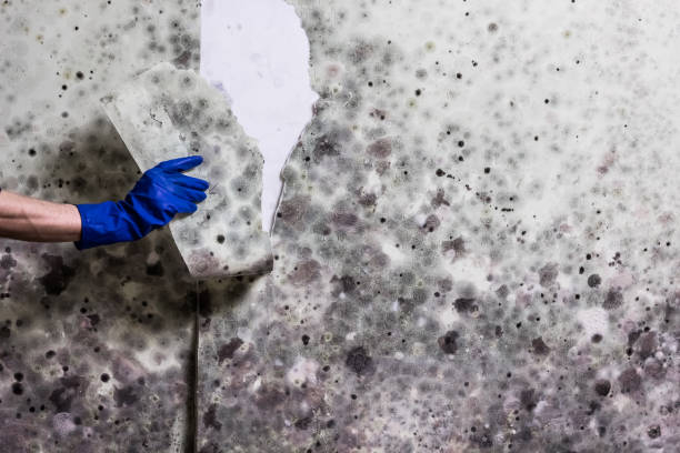Best Emergency Mold Removal  in Nuevo, CA