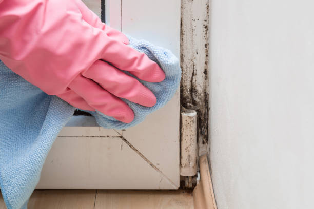 Best Mold Cleaning Services  in Nuevo, CA