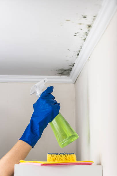 Office Mold Removal Services in Nuevo, CA