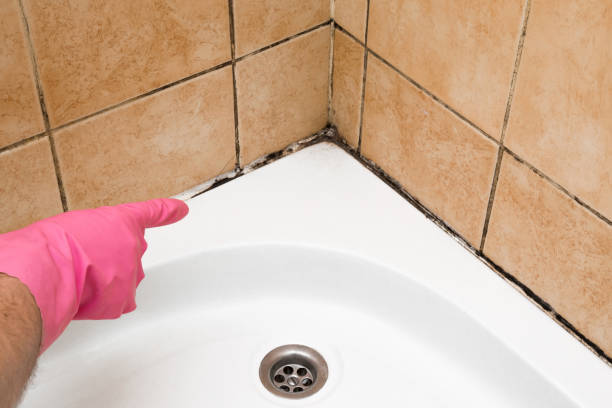 Best Attic Mold Removal  in Nuevo, CA